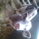 Reitlhof, Familie Krispler, Krispl *