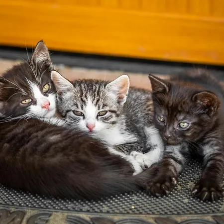 Διαμέρισμα Appartement Reitlhof Bio-Bergbauernhof Bei Salzburg *