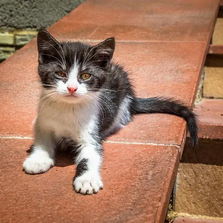 Appartement Reitlhof Bio-Bergbauernhof Bei Salzburg * Krispl