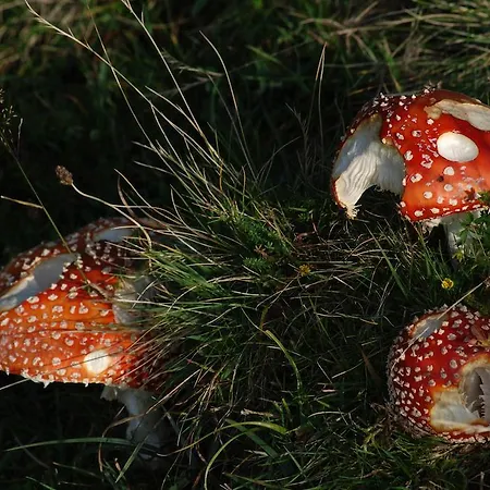 Appartement Reitlhof Bio-Bergbauernhof Bei Salzburg Διαμέρισμα Krispl