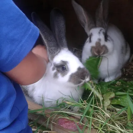 Appartement Reitlhof Bio-Bergbauernhof Bei Salzburg Διαμέρισμα Krispl