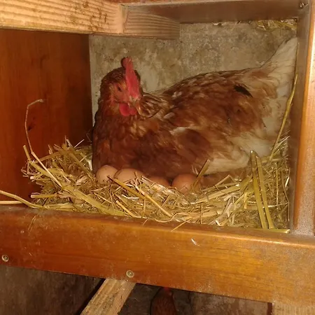 公寓 莱特霍夫公寓 *