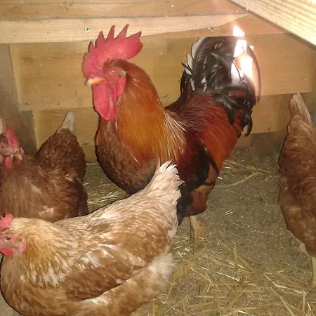 Appartement Reitlhof Bio-Bergbauernhof Bei Salzburg Krispl