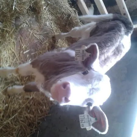 Appartement Reitlhof Bio-Bergbauernhof Bei Salzburg *