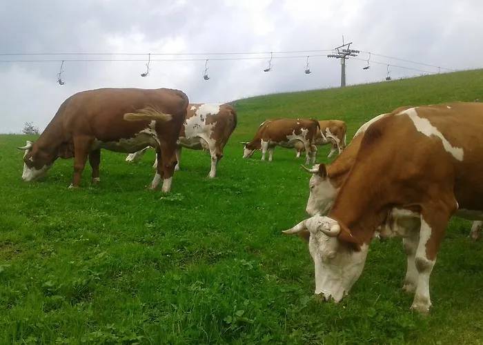 Reitlhof Bio-bergbauernhof Bei Salzburg Krispl