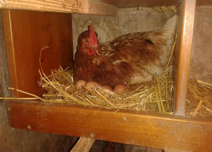 アパート Reitlhof Bio-bergbauernhof Bei Salzburg *