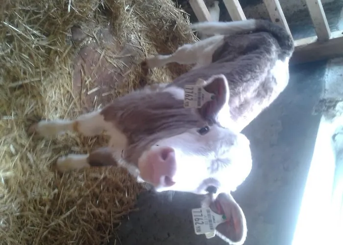 Reitlhof, Familie Krispler, Krispl *